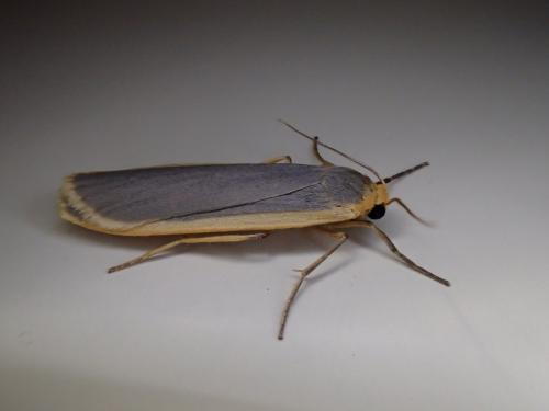 Eilema lurideola